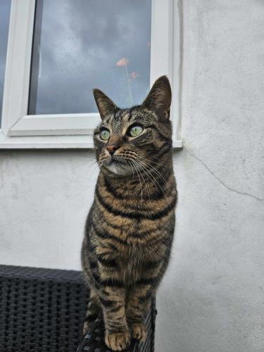 Lost Male Cat last seen Clipstone Road West, Forest Town, England 