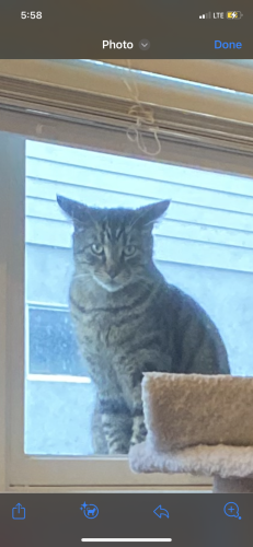Lost Male Cat last seen 17th and Read, Chattanooga, TN 37408