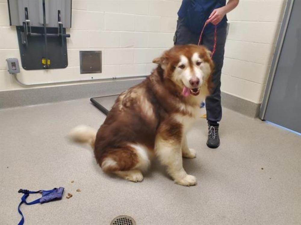 Shelter Stray Male Dog last seen FORESTHILL BRIDGE, Auburn, CA 95603
