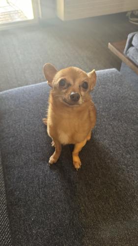 Lost Male Dog last seen Valle Vista and Whitecliff Dr, Vallejo, CA 94590