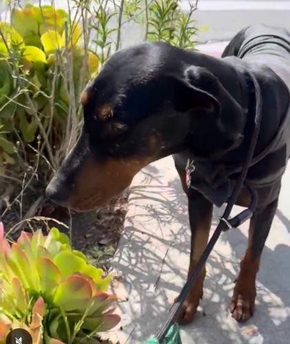 Lost Male Dog last seen Westbourne and Melrose Ave, West Hollywood, CA 90048
