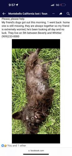 Lost Male Dog last seen 4th st montebello, Montebello, CA 90640