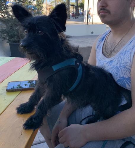 Lost Male Dog last seen Whittier and Beverly , Montebello, CA 90640