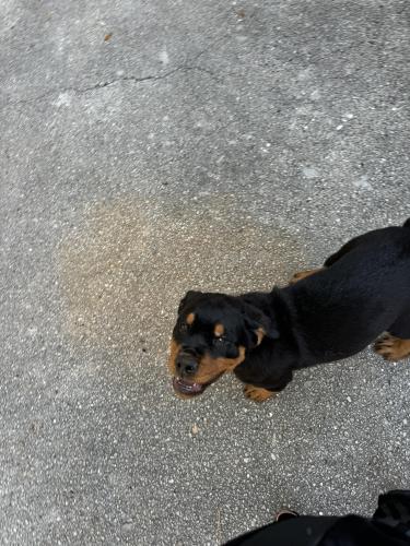 Lost Female Dog last seen Duey rd and 33, Polk City, FL 33868