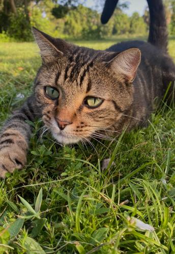 Lost Male Cat last seen Triumph & Talwood Lane , Port St. Lucie, FL 34952
