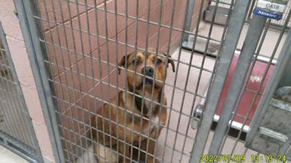 Shelter Stray Male Dog last seen Oakland, CA 94603, Oakland, CA 94601