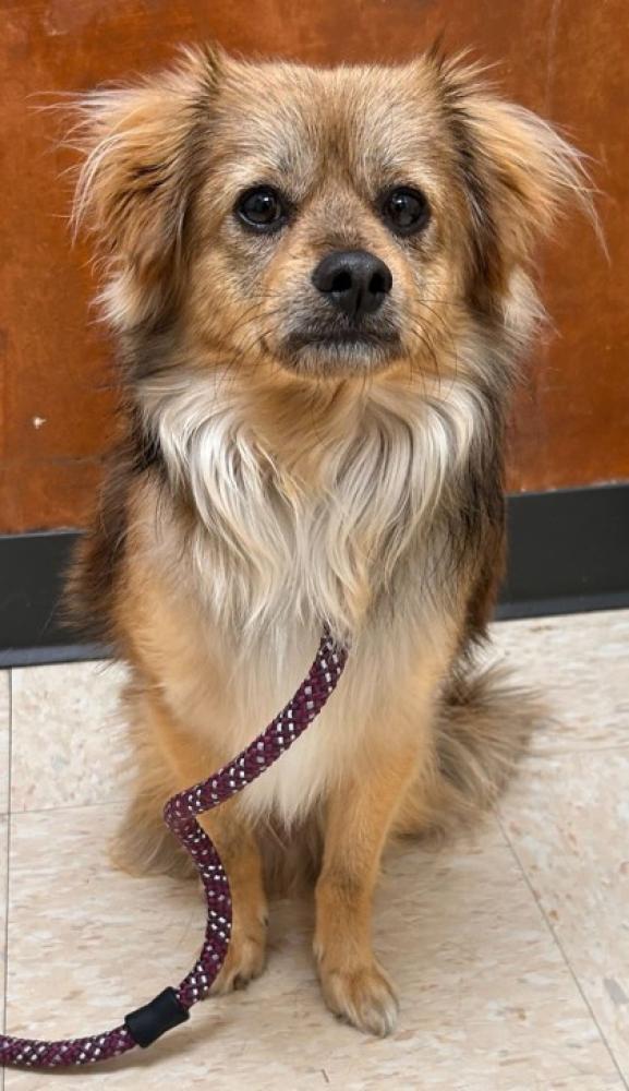 Shelter Stray Male Dog last seen Mount Vernon, WA 98274, Burlington, WA 98233