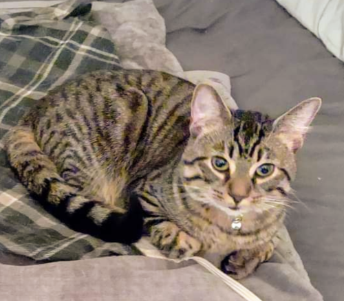 Lost Male Cat last seen Lansill Rd, Georgian way, KY , Lexington, KY 40504