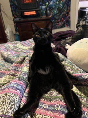 Lost Male Cat last seen Inskip/Royal Prince Way, Knoxville, TN 37912
