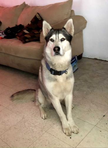 Lost Male Dog last seen Dodd Street and 56th Street, Jurupa Valley, CA 91752