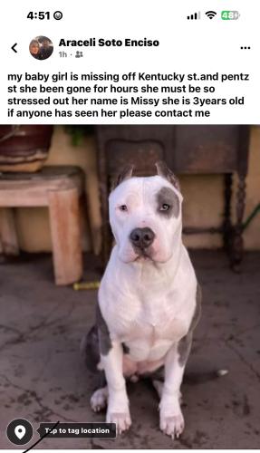 Lost Female Dog last seen Pentz st, Bakersfield, CA 93306