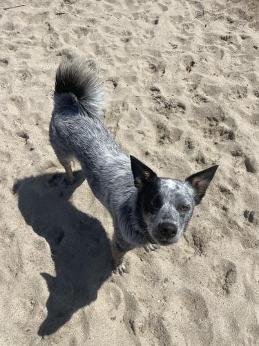 Lost Female Dog last seen PCH and 21st Walnut, Huntington Beach, CA 92648