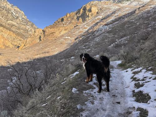 Lost Male Dog last seen Rock Canyon, Provo, UT 84604