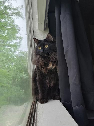 Lost Female Cat last seen Near the Heights Ln, Fort Worth , Fort Worth, TX 76112