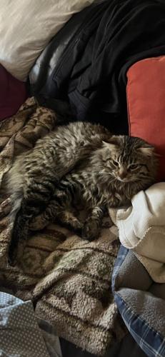 Lost Male Cat last seen Maryearl Court and Maryearl Lane , Poway, CA 92064