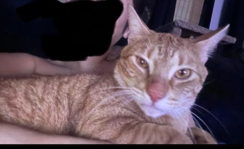 Lost Male Cat last seen Mulligan and northwest hwy, Chicago, IL 60646