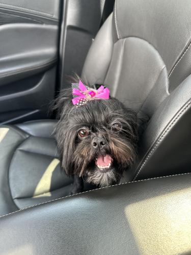 Lost Female Dog last seen 89th and Stony / Jeffery, Chicago, IL 60617