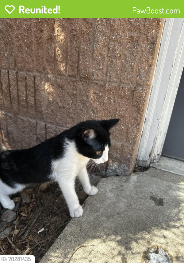 Reunited Male Cat last seen Near 22nd Ave Rochester Minnesota , Rochester, MN 55901