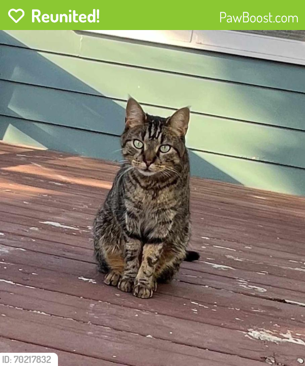 Reunited Male Cat last seen Meade and Northland, Appleton, WI 54911