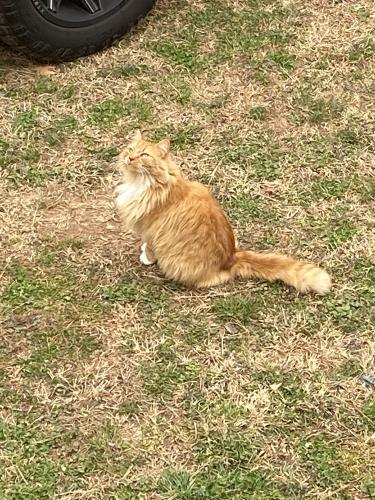Lost Male Cat last seen Alcovy High School area, Newton County, GA 30014