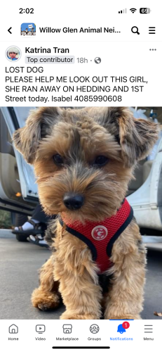 Lost Female Dog last seen 1st and hedding, San Jose, CA 95110