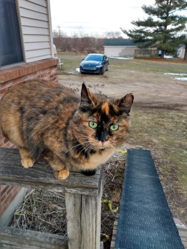 Lost Female Cat last seen Indian lakes Rd NW and Ball creak, Sparta Township, MI 49345