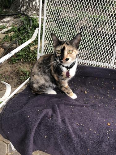 Lost Female Cat last seen Castlemaine and Godfrey dr salida ca , Salida, CA 95368