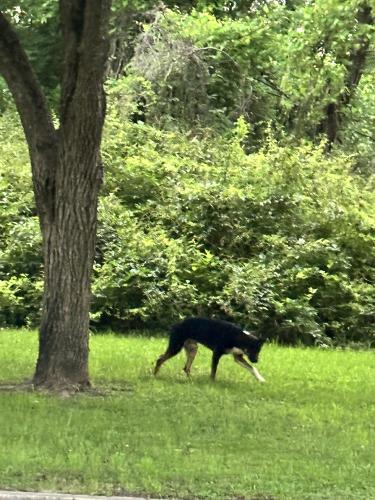Lost Male Dog last seen Happy hill park, Winston-Salem, NC 27127