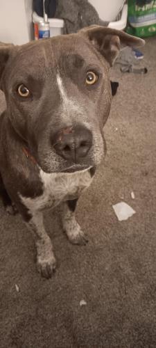 Lost Male Dog last seen Edith Roy road, Albuquerque, NM 87113