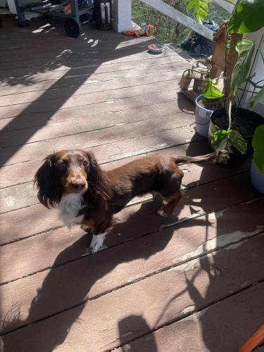 Lost Male Dog last seen Division and Summit Ave., Springfield, MO 65802