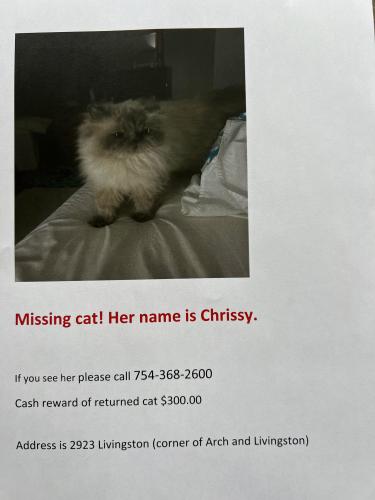 Lost Female Cat last seen Livingston and Arch st, Allentown, PA 18104