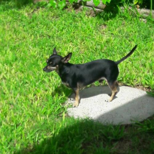 Lost Male Dog last seen Near W. Acadia St. Harlingen, Texas 78552, Harlingen, TX 78552