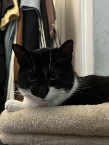 Lost Female Cat last seen 148th and broadway , New York, NY 10031