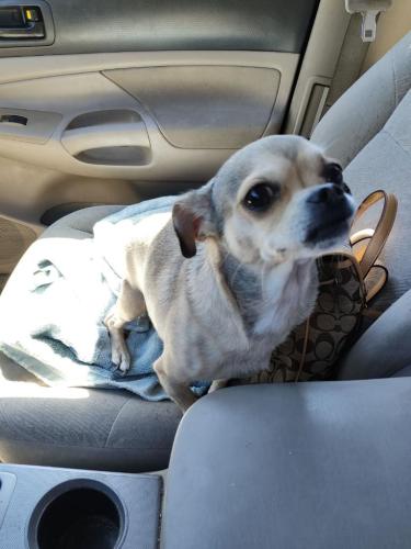 Lost Female Dog last seen Niles st/Isabella rd, Bakersfield, CA 93306