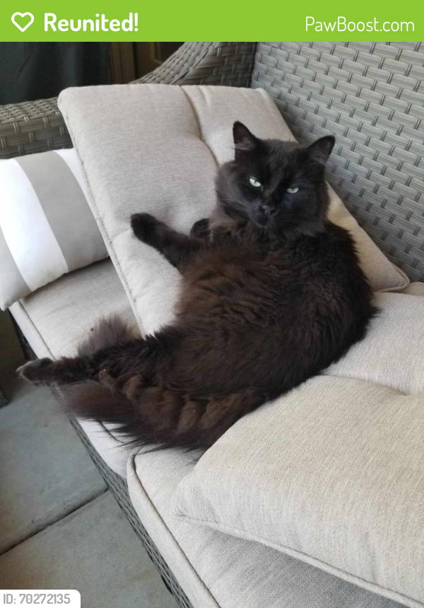 Reunited Male Cat last seen Old st rt 74 / Mt Carmel-Tobasco, Ivy Trails Dr, OH 45244