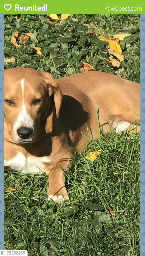 Reunited Male Dog last seen Hawley/Vliet street, Milwaukee, WI 53208
