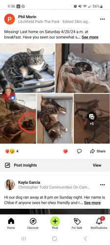 Lost Female Cat last seen Cabrito Cir South of Villa Nueve north of Indian School Rd, Litchfield Park, AZ 85340