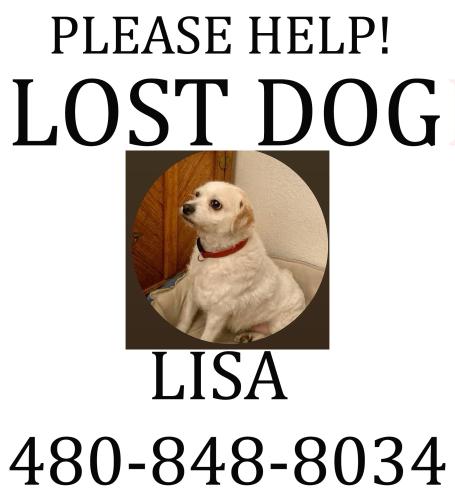 Lost Female Dog last seen Country Club and Southern Ave, Mesa, AZ 85210