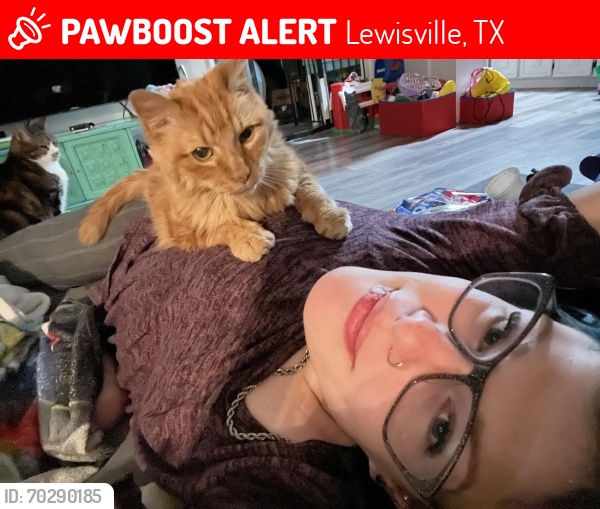 Lost Male Cat last seen At , Lewisville, TX 75077