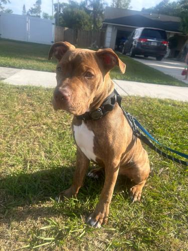 Lost Male Dog last seen URACUS ST , Orlando, FL 32837