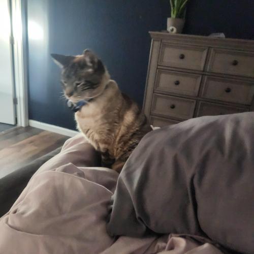 Lost Male Cat last seen SKY RANCH, Sparks, NV 89441