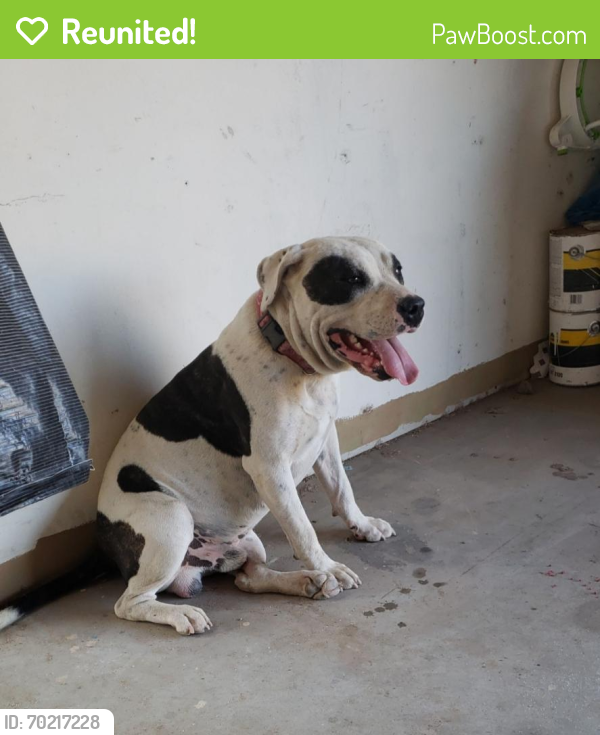 Reunited Male Dog last seen Downtown , Las Cruces, NM 88001