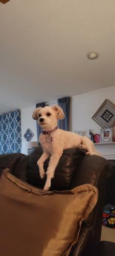 Lost Female Dog last seen Hasty Rd and Paul Kennedy Rd, Thomasville, NC 27360