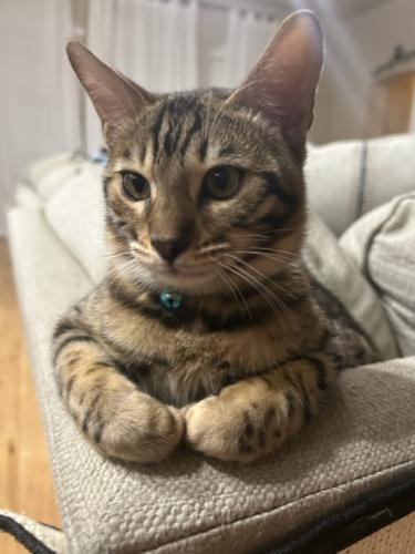 Lost Male Cat last seen Springhill ests and Parker rd, Parker, TX 75002
