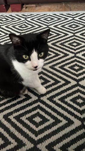 Lost Male Cat last seen Isaac newtons house, Lincolnshire, England NG33 5NU