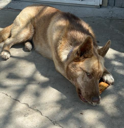 Lost Female Dog last seen Near Cantará street, Los Angeles, CA 91352