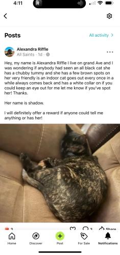 Lost Female Cat last seen Near grand ave Bridgeport wv 26330 , Bridgeport, WV 26330