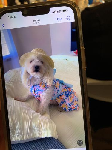 Lost Female Dog last seen 3ave / 39th st, Los Angeles, CA 90008