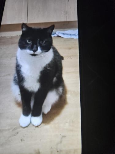 Lost Male Cat last seen Torrence hotel eastkilbride , East Kilbride, Scotland G74 4LN