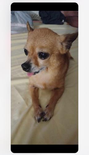 Lost Female Dog last seen Near Richey, Pasadena, TX 77506